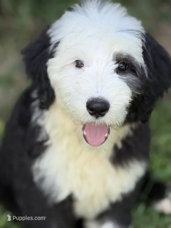 CONTESSA  (purple) – Old English Sheepdog puppy for sale in Neosho, MO