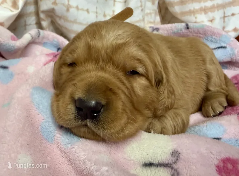 ELIZABETH – Golden Retriever puppy for sale in Neosho, MO