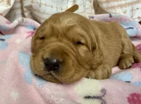 ELIZABETH, a female Golden Retriever for sale in Neosho, MO – 1 of 3