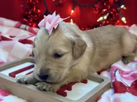 processed/5263bff0-ccb1-44d0-9bb4-25964c3f9388/listing/b8e28050-0bbb-47dc-a180-e801010f5596/14736ccc-a418-4de6-961f-58f7278d84c1