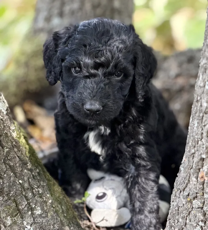 ELROY – Goldendoodle puppy for sale in Neosho, MO