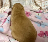 ELOUISE, a female Golden Retriever for sale in Neosho, MO – 4 of 4