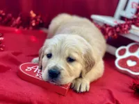 FORREST, a male Golden Retriever for sale in Neosho, MO – Photo 1 of 7