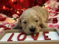 FORREST, a male Golden Retriever for sale in Neosho, MO – Photo 7 of 7