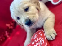 FORREST, a male Golden Retriever for sale in Neosho, MO – Photo 3 of 7