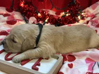 FORREST, a male Golden Retriever for sale in Neosho, MO – Photo 6 of 7