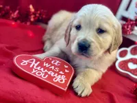 FORREST, a male Golden Retriever for sale in Neosho, MO – Photo 2 of 7