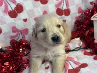 FORREST, a male Golden Retriever for sale in Neosho, MO – Photo 4 of 7