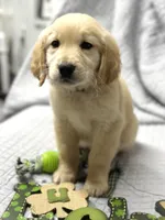 FRANKLIN, a male Golden Retriever for sale in Neosho, MO – Photo 2 of 9