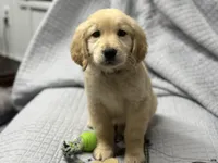 FRANKLIN, a male Golden Retriever for sale in Neosho, MO – Photo 1 of 9