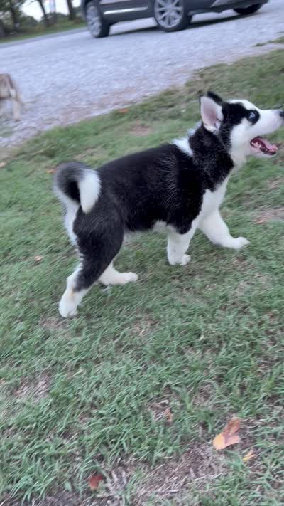 BOSWELL, a male Siberian Husky for sale in Neosho, MO – 5 of 5