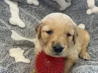 DICIE, a female Golden Retriever for sale in Neosho, MO – 2 of 3