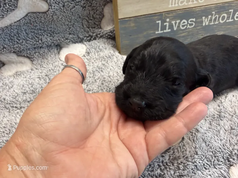 ELMER – Goldendoodle puppy for sale in Neosho, MO