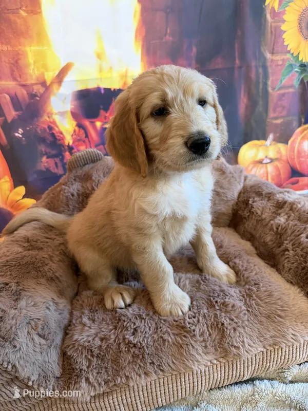 ELIAM – Goldendoodle puppy for sale in Neosho, MO