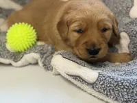 DACIA, a female Golden Retriever for sale in Neosho, MO – 1 of 3
