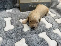 ELIAM, a male Goldendoodle for sale in Neosho, MO – 2 of 2