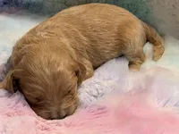 ELLIS, a female Goldendoodle for sale in Neosho, MO – 2 of 2