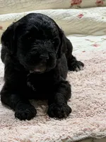 ESTABON, a male Goldendoodle for sale in Neosho, MO – 10 of 10