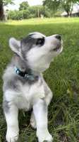 IGNAZIO (blue), a male Siberian Husky for sale in Neosho, MO – 3 of 6