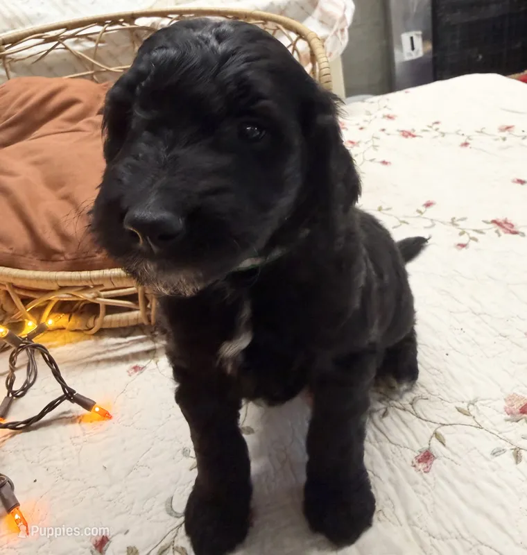 ESTABON – Goldendoodle puppy for sale in Neosho, MO