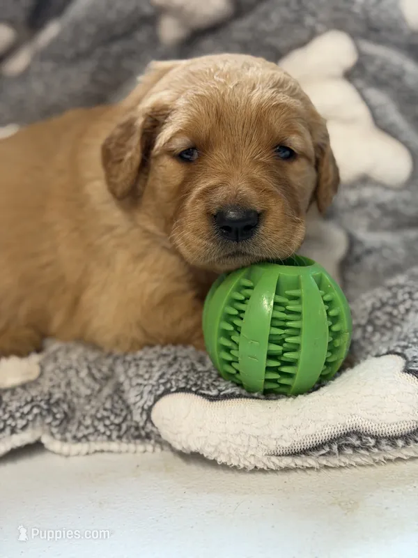 DITTI – Golden Retriever puppy for sale in Neosho, MO