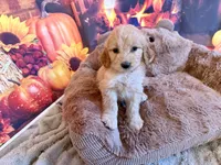 ELLIS, a female Goldendoodle for sale in Neosho, MO – 2 of 8