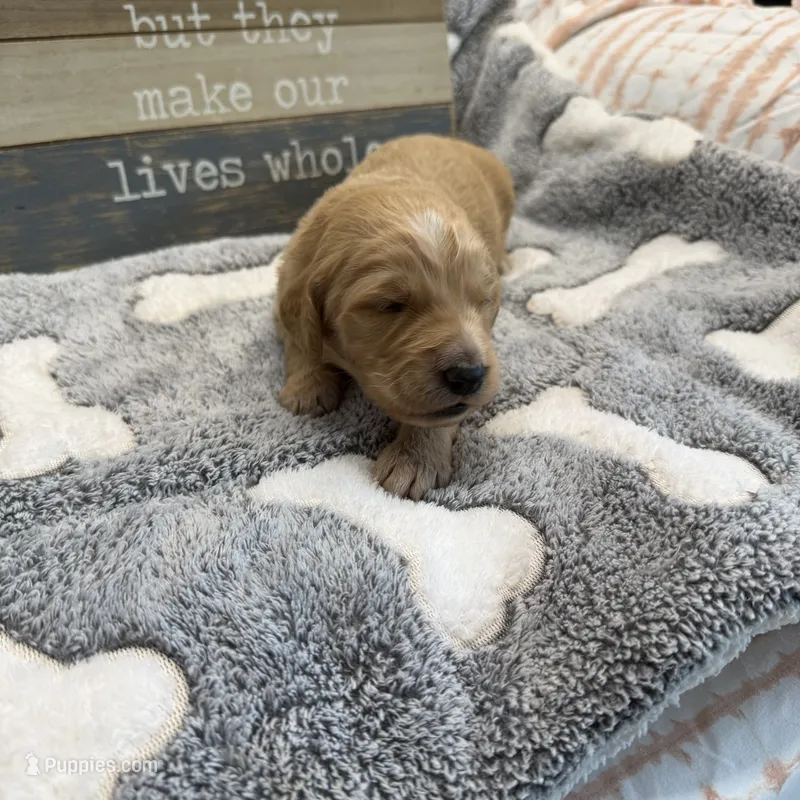 EMILIANO – Goldendoodle puppy for sale in Neosho, MO