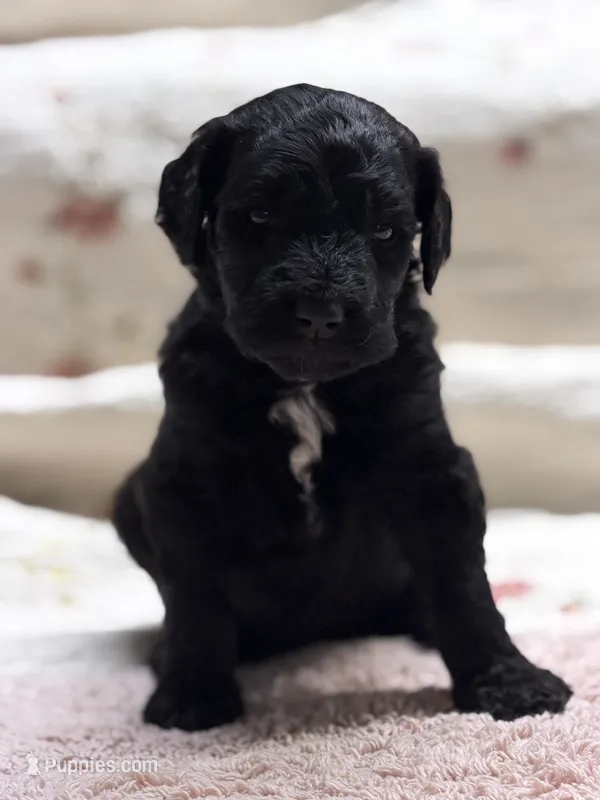 ELROY – Goldendoodle puppy for sale in Neosho, MO