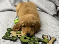 DESSIE, a female Golden Retriever for sale in Neosho, MO – Photo 2 of 9