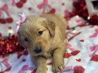 DIXIE, a female Golden Retriever for sale in Neosho, MO – Photo 4 of 7