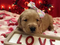 DIXIE, a female Golden Retriever for sale in Neosho, MO – Photo 7 of 7