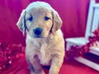 DIXIE, a female Golden Retriever for sale in Neosho, MO – Photo 2 of 7