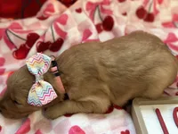 DIXIE, a female Golden Retriever for sale in Neosho, MO – Photo 6 of 7