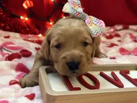 DIXIE, a female Golden Retriever for sale in Neosho, MO – Photo 5 of 7