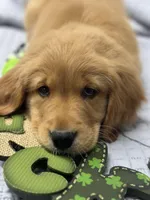 DESSIE, a female Golden Retriever for sale in Neosho, MO – Photo 1 of 9