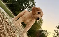 EVANGELINE, a female Goldendoodle for sale in Neosho, MO – 2 of 10