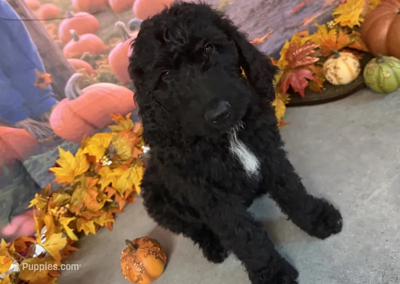 ELROY – Goldendoodle puppy for sale in Neosho, MO