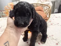 ESTABON, a male Goldendoodle for sale in Neosho, MO – 5 of 10