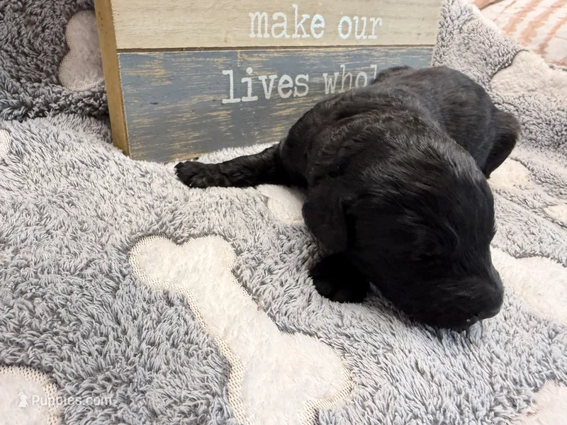 ELROY – Goldendoodle puppy for sale in Neosho, MO