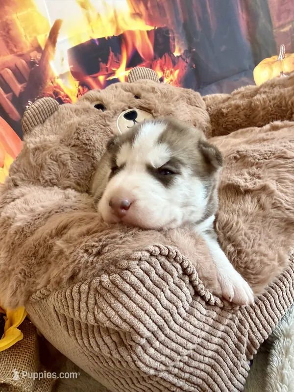 BODIE blue – Siberian Husky puppy for sale in Neosho, MO