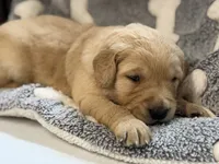 DONUT (black), a male Golden Retriever for sale in Neosho, MO – 2 of 3