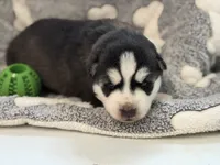 IBUS (green), a male Siberian Husky for sale in Neosho, MO – 1 of 2