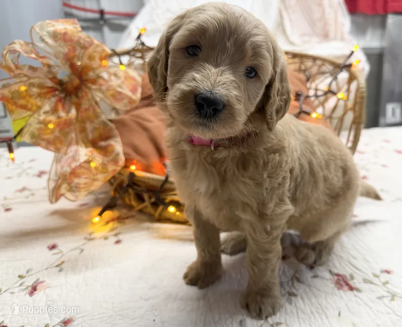 EVANA – Goldendoodle puppy for sale in Neosho, MO