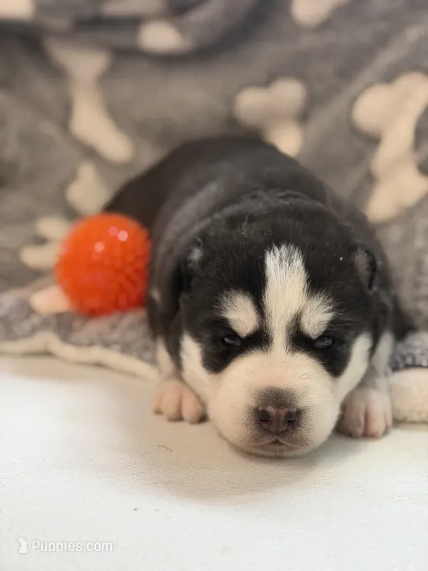 IGOR (orange) – Siberian Husky puppy for sale in Neosho, MO