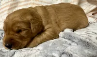 ELLIOTT, a male Golden Retriever for sale in Neosho, MO – 2 of 3
