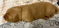 EVEREST, a male Golden Retriever for sale in Neosho, MO – 2 of 3