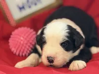 COLETTE pink, a female Old English Sheepdog for sale in Neosho, MO – 2 of 3