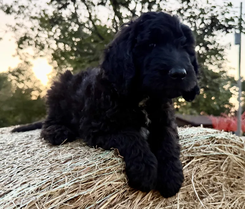 ELMER – Goldendoodle puppy for sale in Neosho, MO