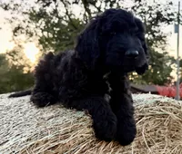 ELMER, a male Goldendoodle for sale in Neosho, MO – 1 of 8