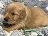 DEETES, a female Golden Retriever for sale in Neosho, MO – 3 of 3